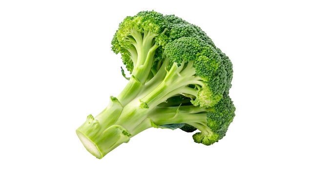 A single fresh raw organic green broccoli head vegetable healthy florets superfood isolated on transparent background cut out	