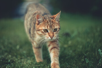 Tabby cat prowling across green grass, focused and alert with low, graceful movement and hunting instinct visible in ears, eyes and striped fur, outdoor backyard scene © iloli