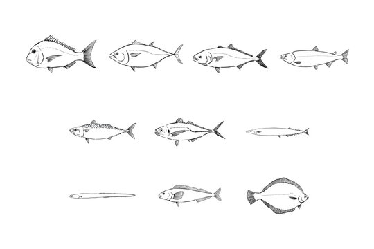 Popular Japanese Fish Illustration Set Seafood Collection