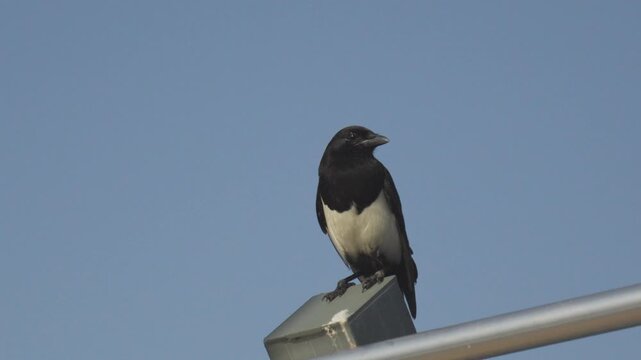 Korean Magpie Bird on Geumgang Pedestrian Bridge in Sejong City, South Korea