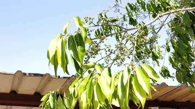 Close up of young jamun tree branches with tiny green fruits starting to grow. Syzygium cumini, java plum, black plum fruiting stage in summer.