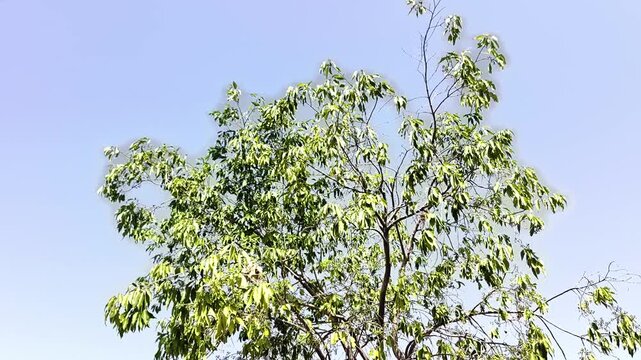 Close up of young jamun tree branches with tiny green fruits starting to grow. Syzygium cumini, java plum, black plum fruiting stage in summer.