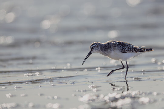 Curlew sandpiper (Calidris ferruginea) searching for food in a lagoon in the Camargue, France.