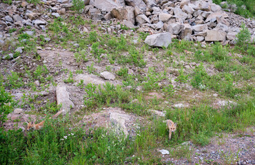 Fototapeta premium A rare photo of three young red fox cubs walk among the grass and rocks on the mountain.