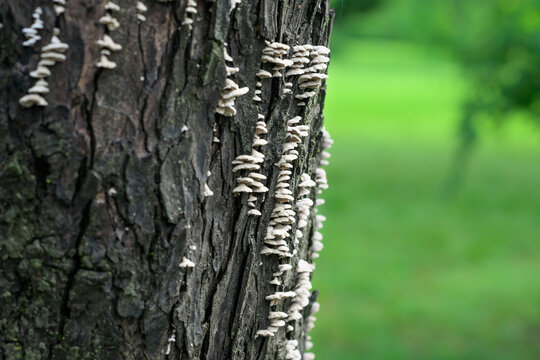 Tree Bark Mushroom Fungi Texture