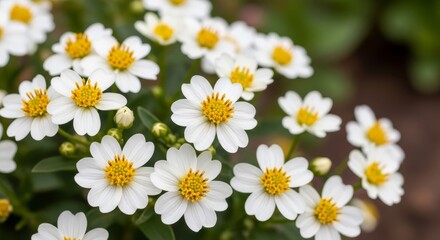 Fototapeta premium Delicate White and Yellow Flowers in Full Bloom.