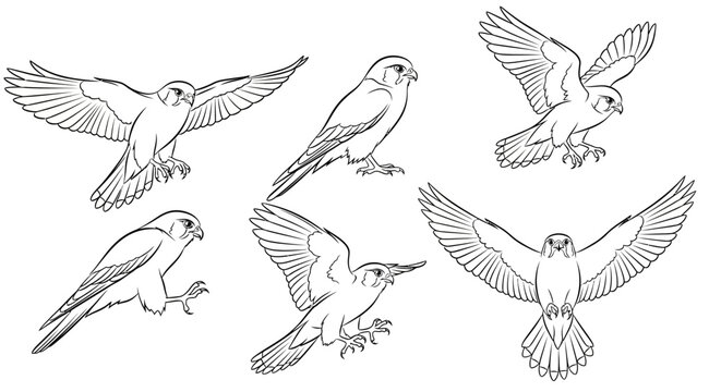 Set of Hand-Drawn Falcon Sketches in Various Flying and Perching Poses