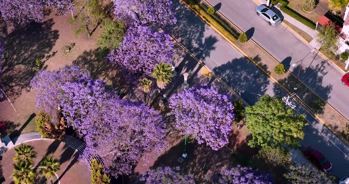 Top-down sweeping shot of an urban park during jacaranda blooming season in Mexico City. Purple tree canopies and pathways create vibrant geometric patterns from above.