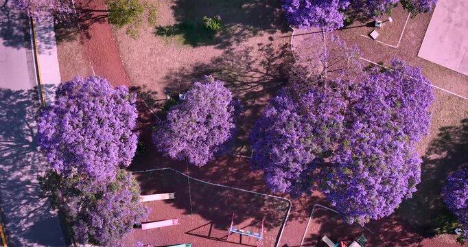 Top-down drone flight above an urban park during jacaranda season in Mexico City. Purple tree canopies and pathways create striking spring patterns across the landscape.