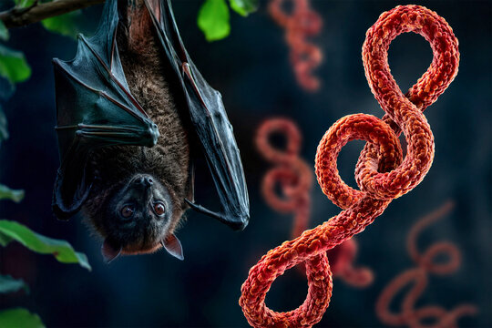 Fruit Bat as Natural Ebola Virus Reservoir With Filovirus Pathogen in Dark Tropical Forest and Zoonotic Disease Transmission Concept