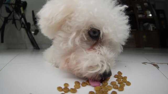 Toy poodle eating dry dog food from the floor. Fisheye close up