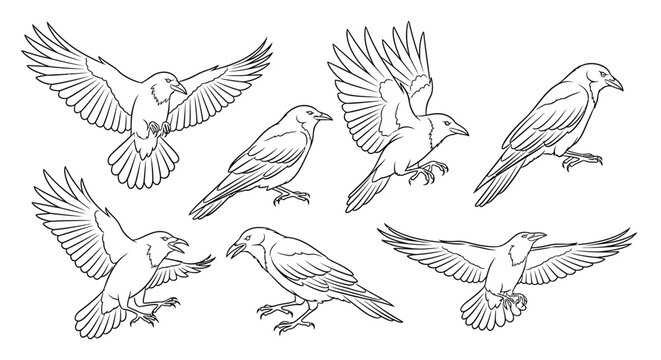 Set of hand-drawn crows in various poses, artistic vector illustration