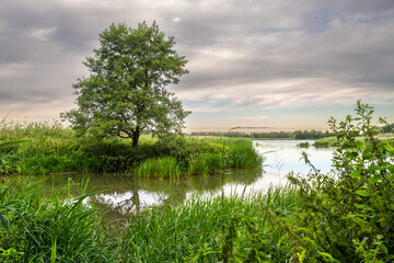 Malowniczy krajobraz z samotnym drzewem rosnącym nad brzegiem spokojnej rzeki lub jeziora. Zielone trzciny, odbicie w wodzie i zachmurzone niebo o poranku. © Henryk Niestrój