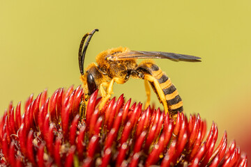 Taszczyn pszczeli (Philanthus triangulum) zbierający nektar na czerwonym kwiecie jeżówki. Makrofotografia przyrodnicza, zbliżenie owada w ogrodzie. © Henryk Niestrój