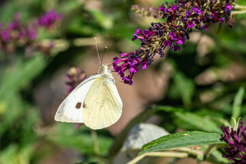 Opis (Adobe Stock) Bielinek kapustnik (Pieris brassicae) żywiący się nektarem na fioletowym kwiecie budlei Dawida. Makrofotografia przyrodnicza, zbliżenie motyla w ogrodzie latem. © Henryk Niestrój