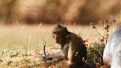 Fototapeta premium A Wild Macaque Monkey Sitting in Dry Grass Examining a Stick