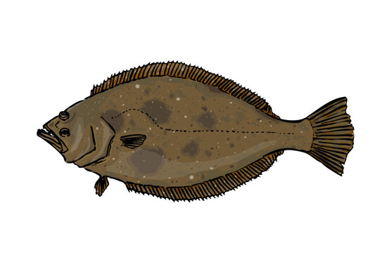 Olive Flounder Illustration Seafood Fish Isolated