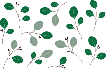 Set of green eucalyptus leaves and branches illustration © Orpita
