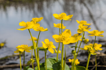 Obraz premium Vibrant Yellow Marsh Marigolds Blooming by a Serene Water Body.
