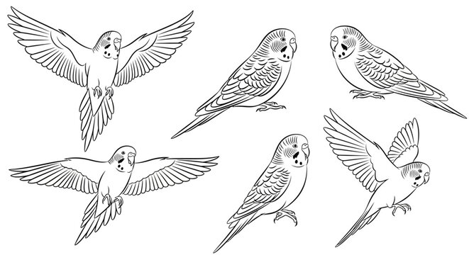 Budgerigar sketches set, hand-drawn bird poses
