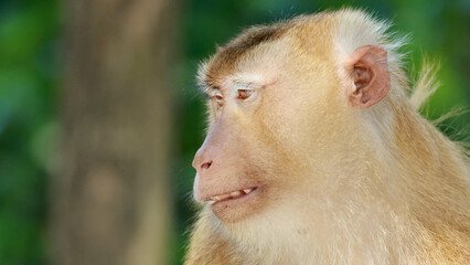 Fototapeta premium Close-up Profile of a Southern Pig-Tailed Macaque in Phuket Forest