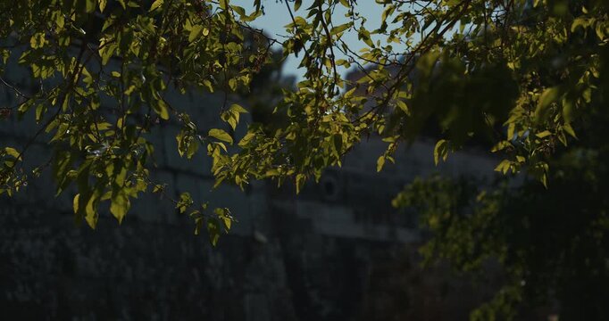 Green leaves in front of a stone fortress wall at Pula Castle.