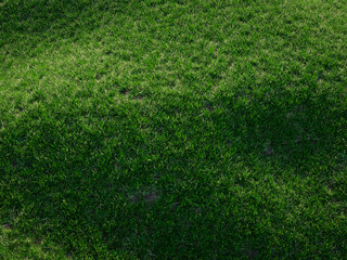 Fototapeta premium Fresh spring green grass texture filling frame with soft natural lighting and detail.