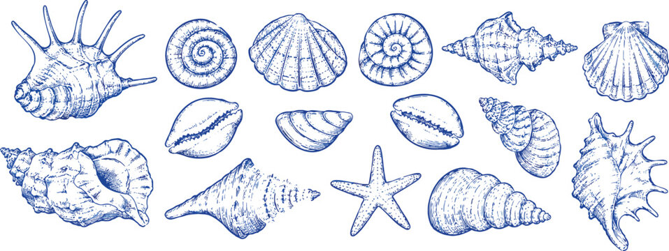 Blue Ink Sea Shells and Starfish Sketch Vector Illustration Set