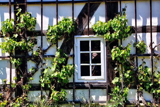 Fachwerkwand mt Fenster und Weinreben