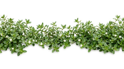 Obraz premium Realistic Green Ground Foliage Border with White Flowers Isolated PNG
