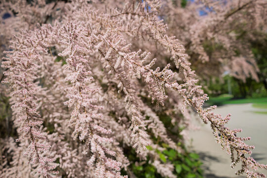 Pink Tamarix Ramosissima Salt Cedar Flowers in Bloom