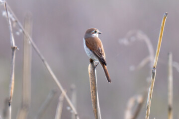 Fototapeta premium A close-up photo of a red-backed shrike