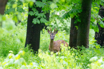 Fototapeta premium Roe deer (Capreolus capreolus)