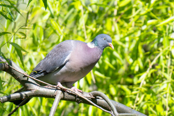 Fototapeta premium Common Wood Pigeon (Columba palumbus) – Western Palearctic