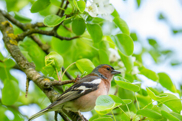 Fototapeta premium A Beautiful Chaffinch Perched i
