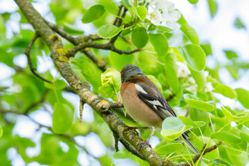 Fototapeta premium A Beautiful Chaffinch Perched i