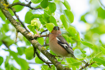 Fototapeta premium A Beautiful Chaffinch Perched i