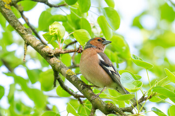 Fototapeta premium A Beautiful Chaffinch Perched i