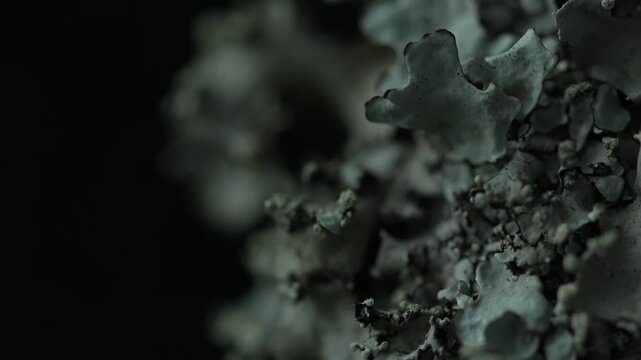 Abstract fungi texture with dark copy space and organic macro background