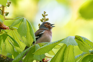 Fototapeta premium A Beautiful Chaffinch Perched i