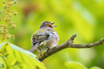 Fototapeta premium A Beautiful Chaffinch Perched i