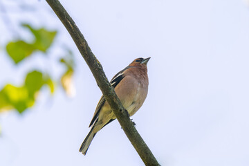 Fototapeta premium A Beautiful Chaffinch Perched i