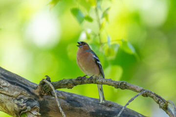 Fototapeta premium A Beautiful Chaffinch Perched i
