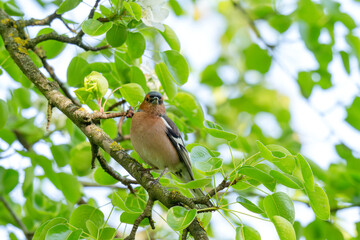 Fototapeta premium A Beautiful Chaffinch Perched i