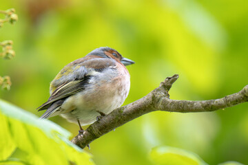 Fototapeta premium A Beautiful Chaffinch Perched i