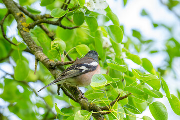 Fototapeta premium A Beautiful Chaffinch Perched i