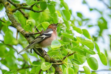 Fototapeta premium A Beautiful Chaffinch Perched i