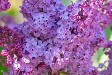 Fototapeta premium blooming lilac lilac in summer