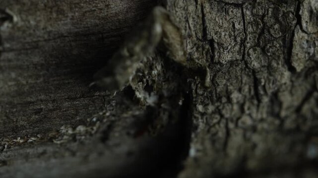 Dark cracked bark texture with shallow focus forest macro detail
