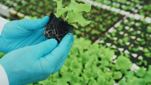 Specialist exhibits delicate plant roots. Agriculture expert showcases seedling roots and planting process. Experienced specialist emphasizes importance of delicate root systems in seedling health